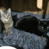 Liebevolle Zuhause gesucht.