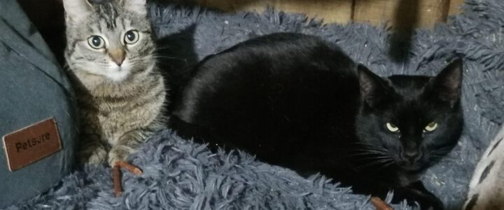 Liebevolle Zuhause gesucht.