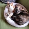 Toffee und Tuffy