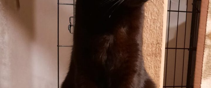 Mona wurde die verschmuste Kätzin getauft.