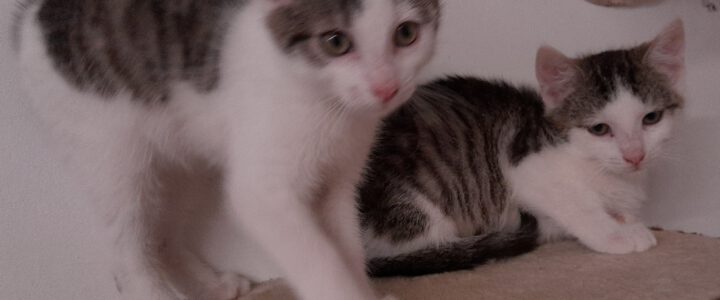 Hier stellen sich Oskar und Olli vor.