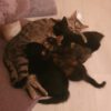 Kleine Rasselbande und Mama Melli suchen liebevolles zu Hause für immer.