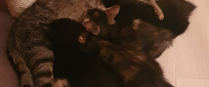 Kleine Rasselbande und Mama Melli suchen liebevolles zu Hause für immer.