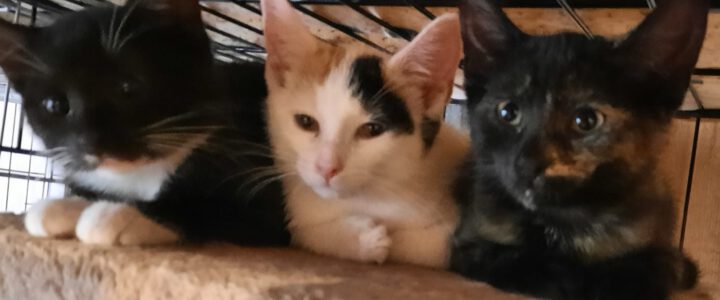 So ein tolles kleines TRIO!!!