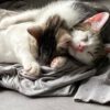 Viele Katzenkinder warten auf ein Zuhause