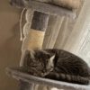 Gemütlichen Doppelpack sucht ein nettes Zuhause.