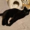 Blacky
