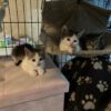 Herzlich&nbsp; willkommen!!! <br>Luna, Speddy und Tomy.🐈🐈‍⬛🐈<br>